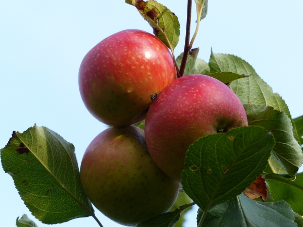 Malus Wildeshauser Goldrenette
